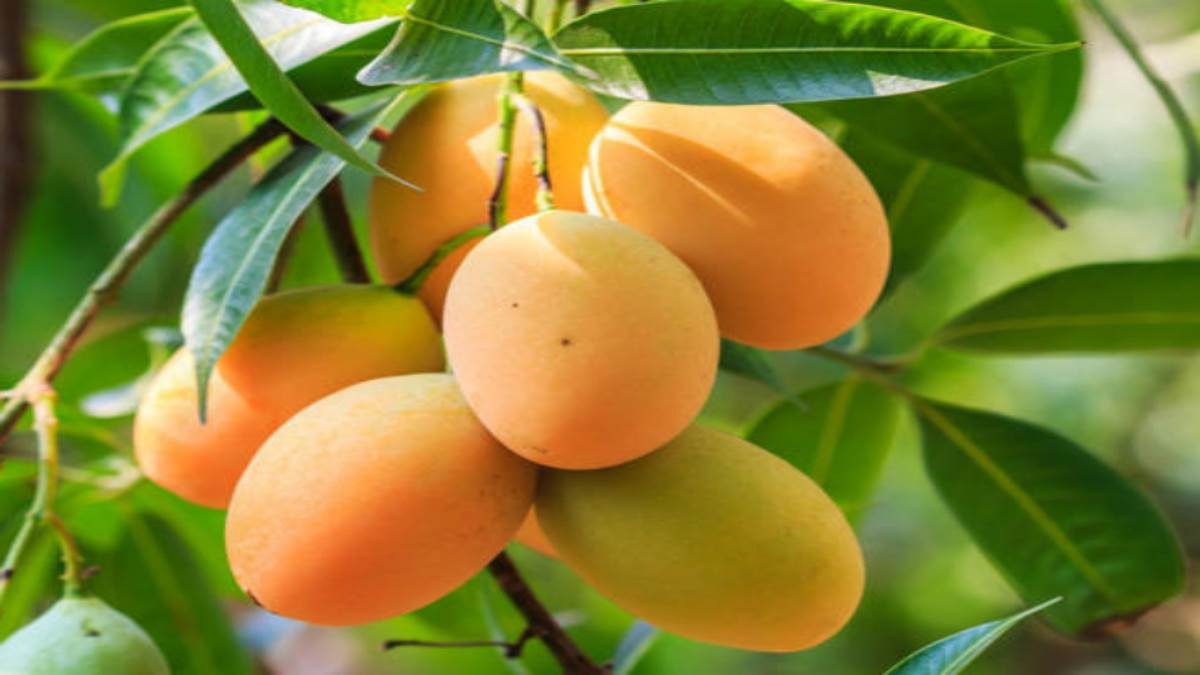 Mango: कैंसर व डायबिटीज समेत बहुत सी बीमारियों से बचाता है फलों का राजा आम